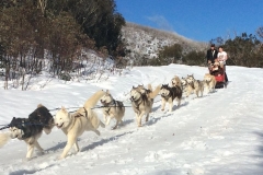 sled5